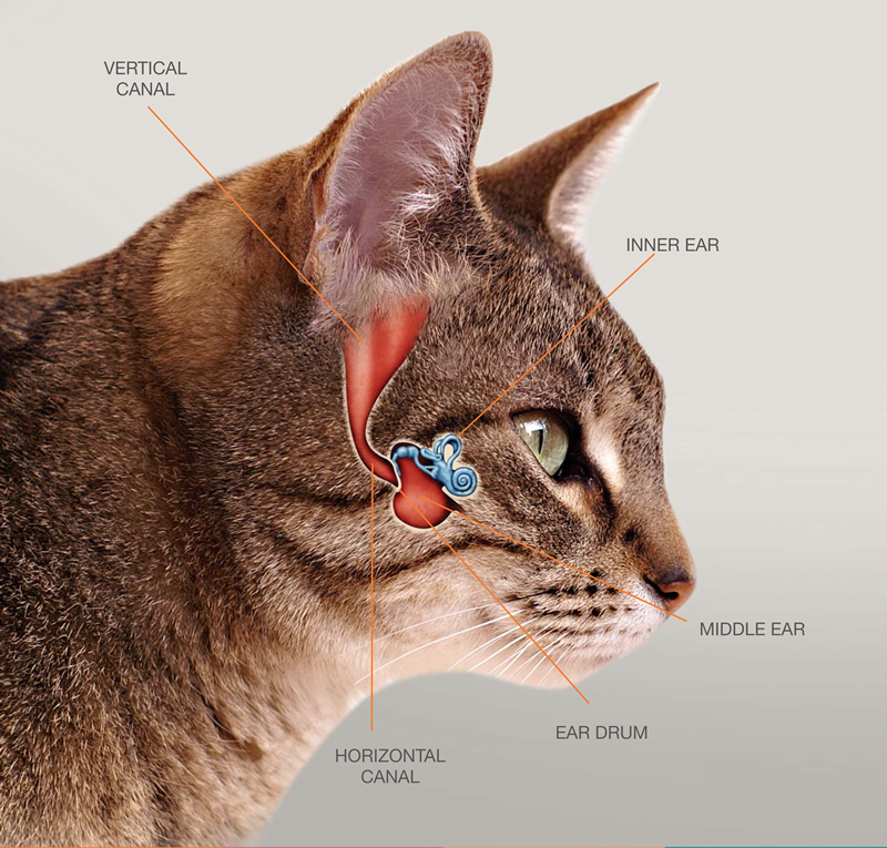 katt utan öron